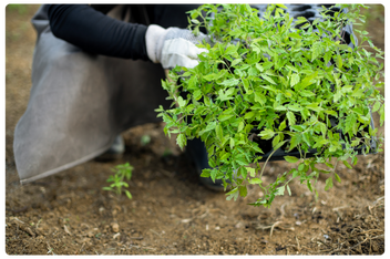 Garden Waste Disposal London